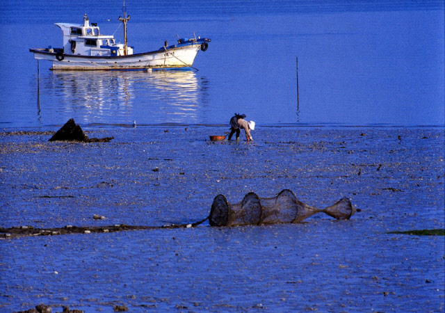 증도백합잡이.jpg